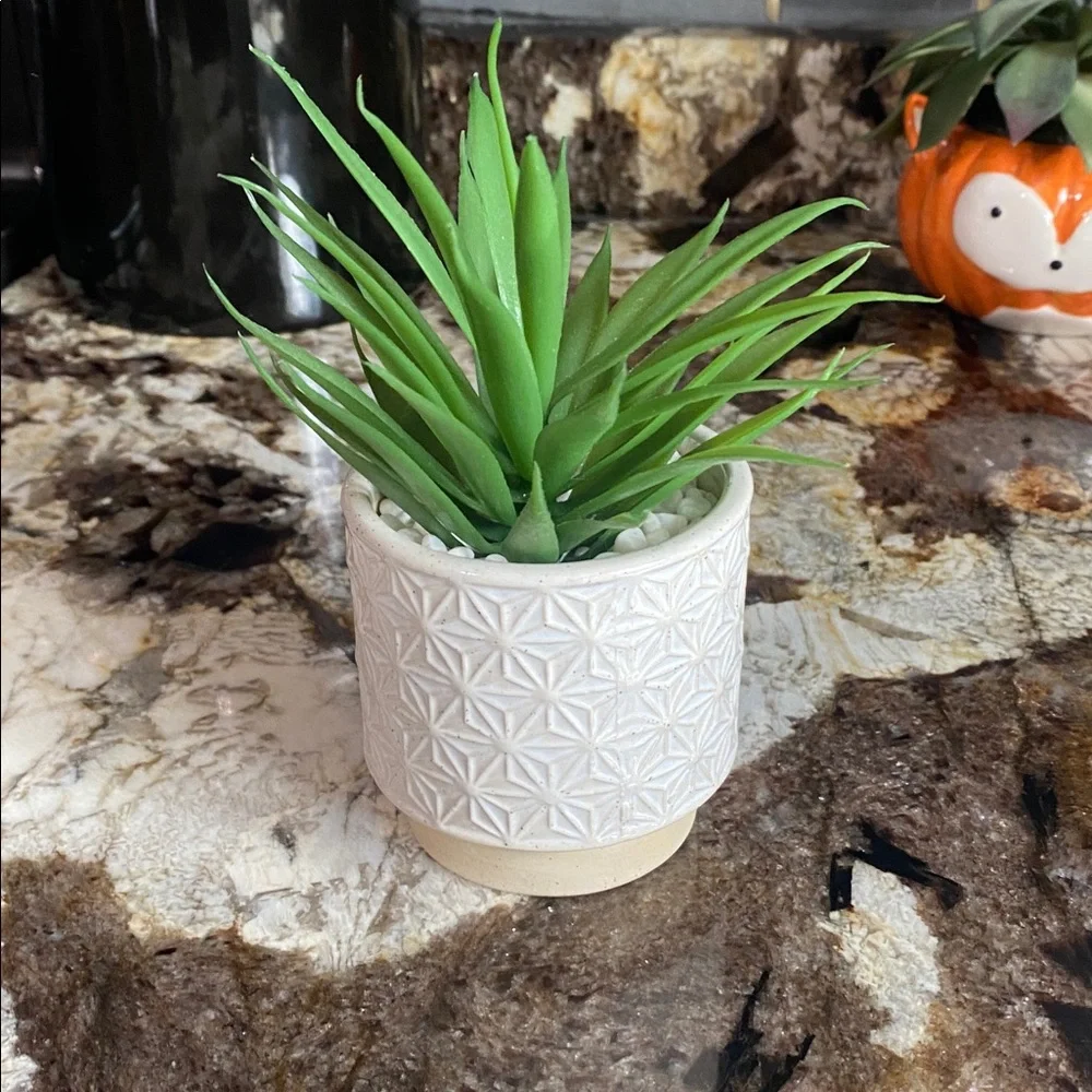 Green Succulent in Textured White Planter